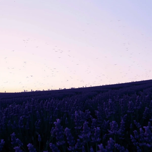 Lavender Horizon
