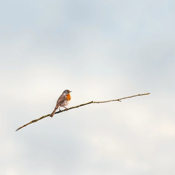 Solitude on a Branch view 2