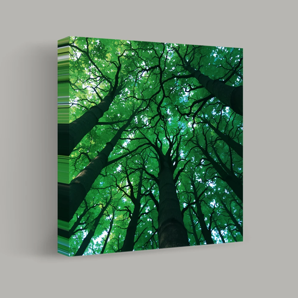 Canopy of the Woodland Giants — canvas