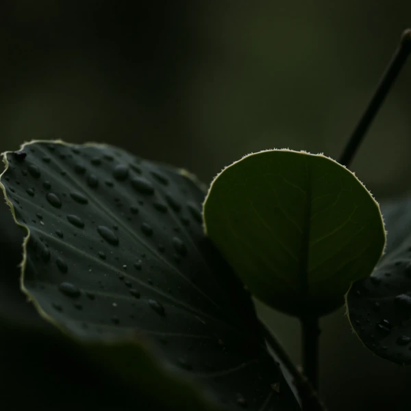 Ephemeral Shadows view 2